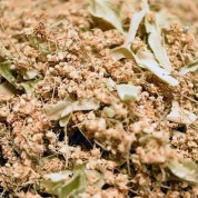 Ihlamur Çiçek ve Karışık